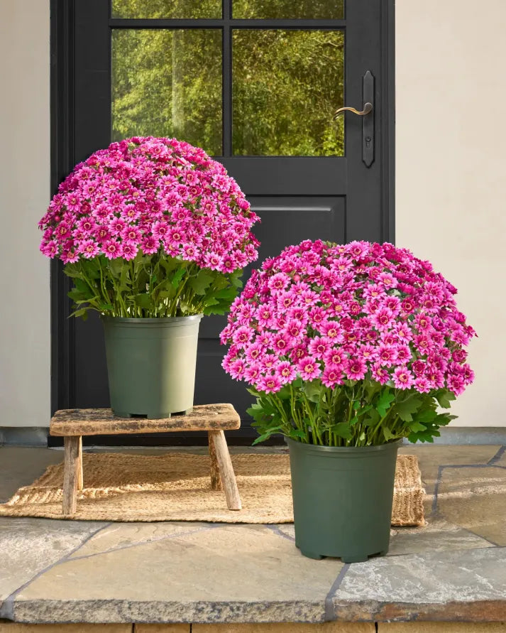 💥Last Day Each(Only $4.79 per bundle!)- Artificial Outdoor Sunset Mums Flowers - Waterproof, Windproof