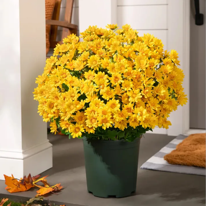 💥Last Day Each(Only $4.79 per bundle!)- Artificial Outdoor Sunset Mums Flowers - Waterproof, Windproof