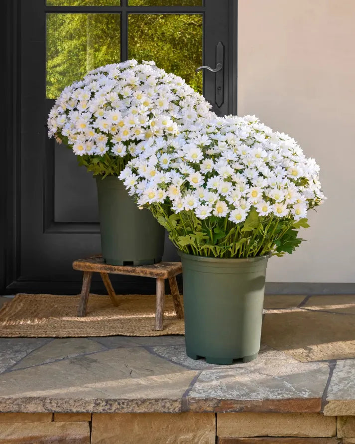 💥Last Day Each(Only $4.79 per bundle!)- Artificial Outdoor Sunset Mums Flowers - Waterproof, Windproof