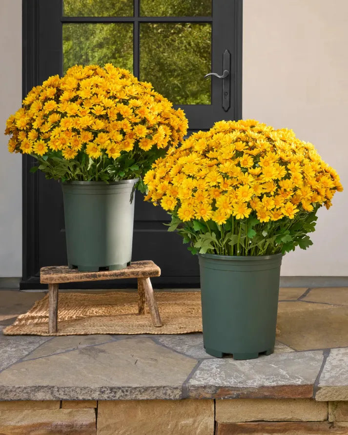 💥Last Day Each(Only $4.79 per bundle!)- Artificial Outdoor Sunset Mums Flowers -  Waterproof, Windproof