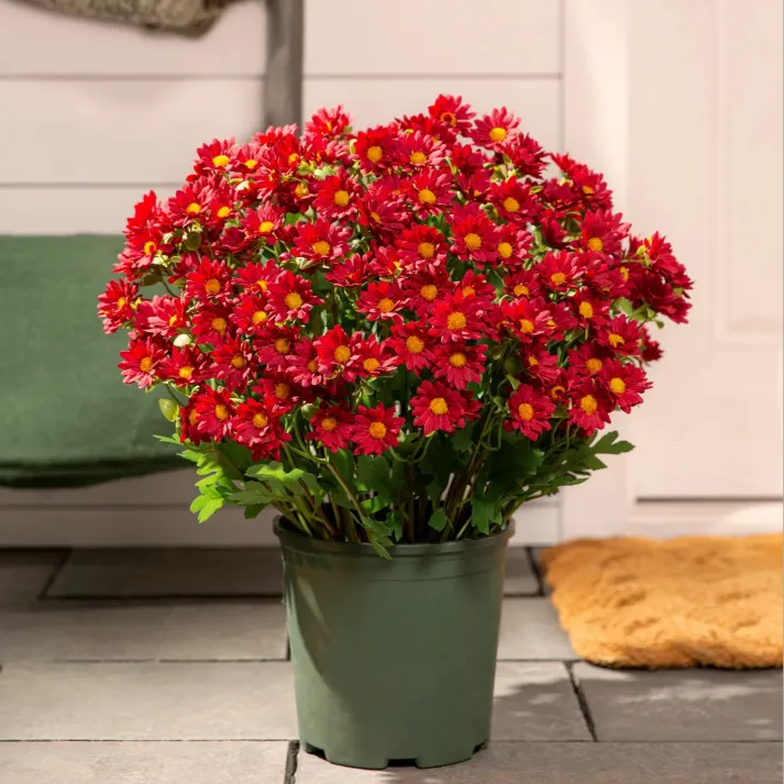 💥Last Day Each(Only $4.79 per bundle!)- Artificial Outdoor Sunset Mums Flowers -  Waterproof, Windproof