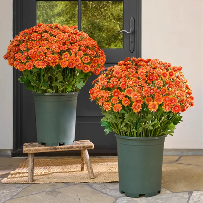 💥Last Day Each(Only $4.79 per bundle!)- Artificial Outdoor Sunset Mums Flowers -  Waterproof, Windproof