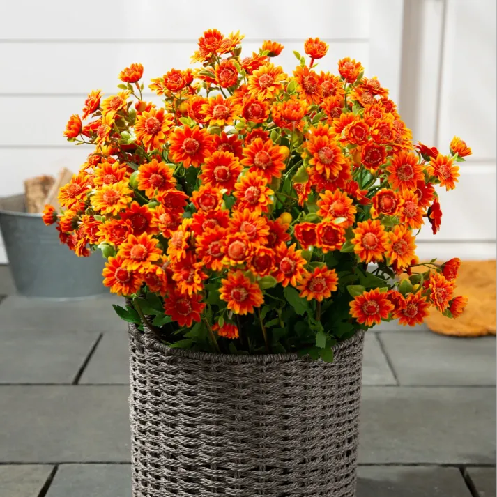 💥Last Day Each(Only $4.79 per bundle!)- Artificial Outdoor Sunset Mums Flowers -  Waterproof, Windproof
