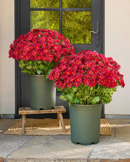 💥Last Day Each(Only $4.79 per bundle!)- Artificial Outdoor Sunset Mums Flowers -  Waterproof, Windproof