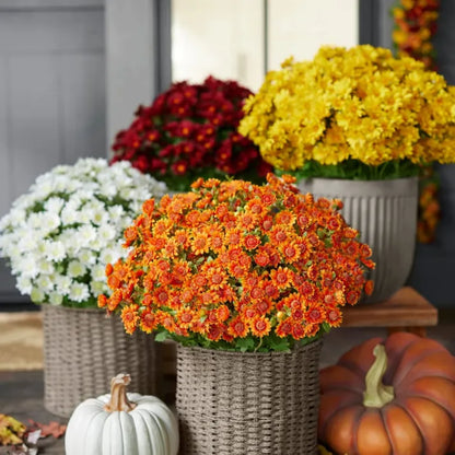 💥Last Day Each(Only $4.79 per bundle!)- Artificial Outdoor Sunset Mums Flowers -  Waterproof, Windproof